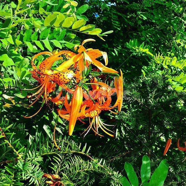꽃,나리,산나리,여름,flower,식물,자연,plants,nature,꽃,flower