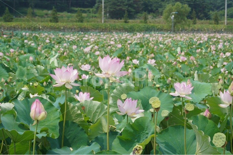 plant,식물,꽃,flower,lotus,nature,green,자연,연꽃,blossom