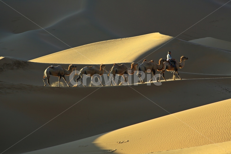 중국,바단지린사막,낙타,sand,모래,nature,자연,dune,모래언덕,desert,사막,해외,외국,세계,foreign,oversea,world,동물,animal,포유류,mammal,여행,휴가,traveling,vacation,trip