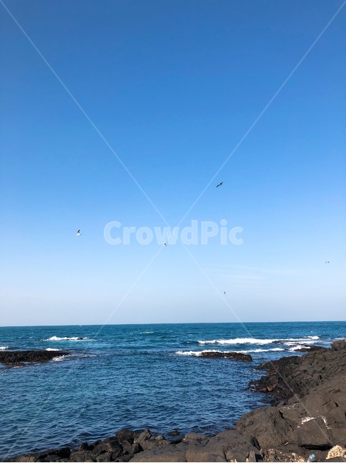 제주도,바다,갈매기,힐링,풍경