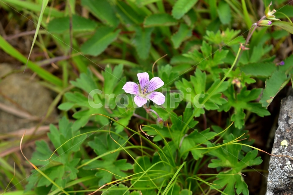 산쥐손이,야생화,꽃,생태,식물,자연,들꽃,산꽃,여름,감성,힐링,플라워,계절,식생,시즌,wild,Flower,plants,nature,spring,season,배경,여름꽃,풀,초본,고산,연분홍색,식물,자연,plants,nature,꽃,flower