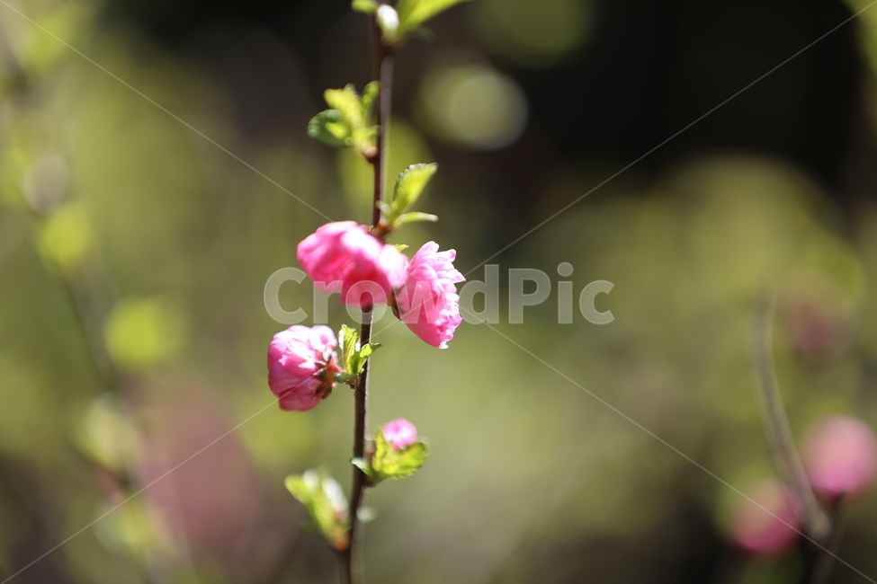 봄꽃,봄,flower,springfield,붉은색꽃