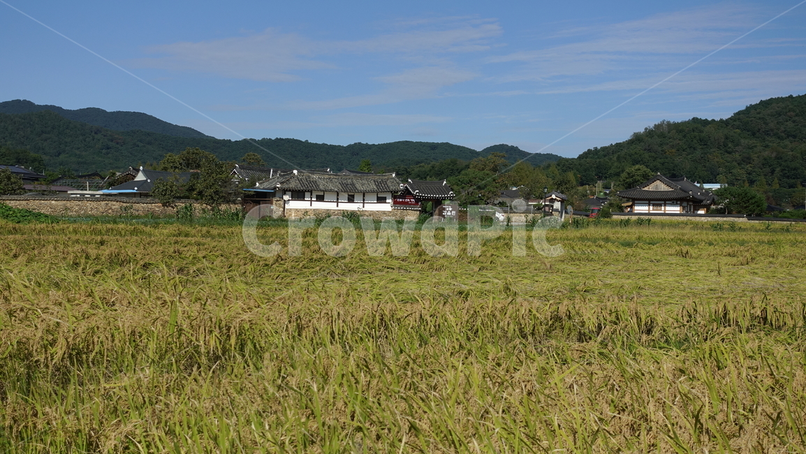 가을,논,paddyfield,blue,rice,추수,autumn,yellow,산맥,산,농업,농사,agriculture,farming,farming industry