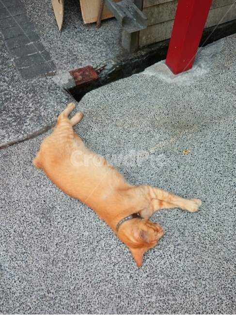 길고양이,낮잠,휴식,편안한,귀여운,힐링,동물,animal,포유류,mammal,고양이,cat,kitten,kitty