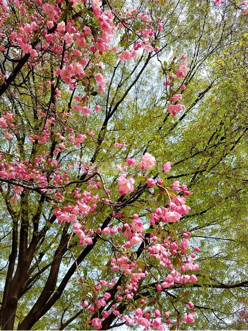 plant,식물,cherryblossom,벚꽃,flower,꽃,식물,자연,plants,nature,꽃,flower