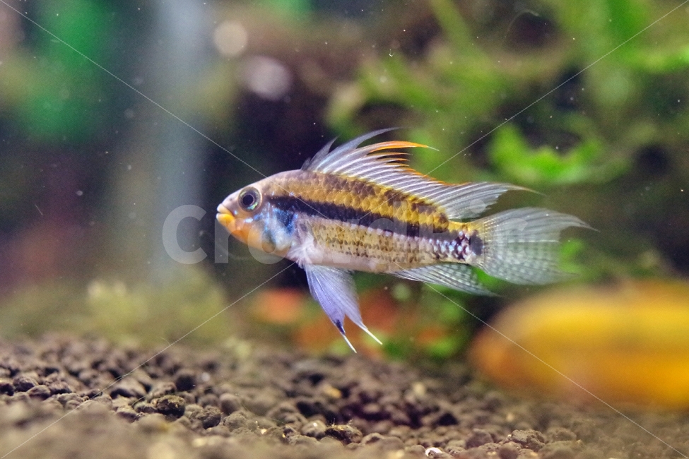 열대어,관상어,apistogramma,아피스토그라마,tropicalfish,ornamentalfish,동물,animal,어류,물고기,fish