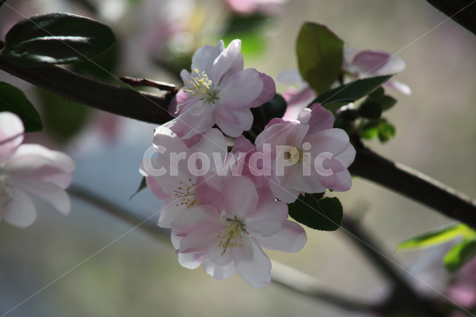 서부해당화,꽃,봄,hallcrabapple,할리아나꽃사과,식물,자연,plants,nature,꽃,flower