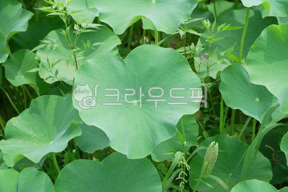 연잎, 연꽃잎, plant, 자연, 감성사진, 사진,이미지,일러스트,캘리그라피 - Nleesk3709작가