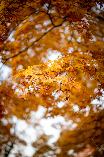 단풍,나무,단풍나무,가을,낙엽,fallenleaves,가을,계절,fall,autumn,season