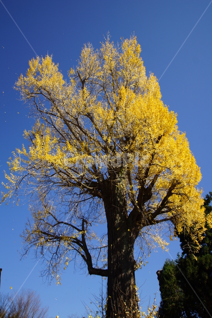 tree,나무,나무줄기,식물,은행나무,가을,가을하늘,노랑은행