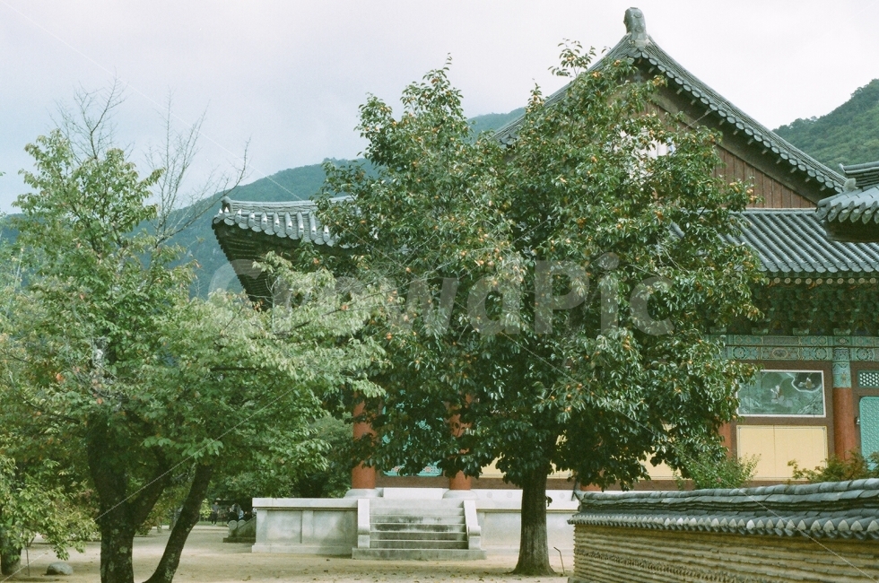 절,사찰,운문사,청도,기와,돌담,나무,정원,한국전통,한국문화,korean traditional,korean culture,식물,자연,plants,nature,나무,trees,wood,종교,신앙,religion,belief,faith