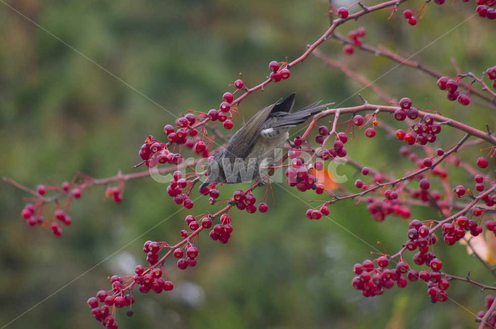 새,직박구리,열매,빨강,나무,가을,scene,view,feeling,emotion,nature,landscape,풍경,감정,감성,자연,계절,bird,fruit,red,fall,autumn,풍경사진,감성사진,정취