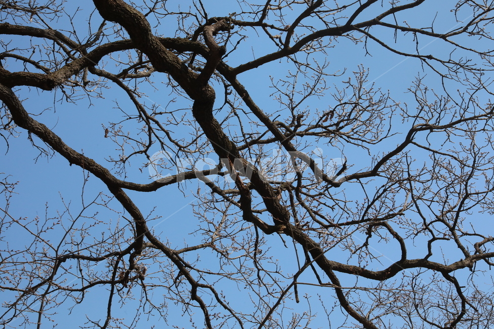 복잡,나무,하늘,그림자,실루엣,자연,패턴,식물,자연,plants,nature,나무,trees,wood