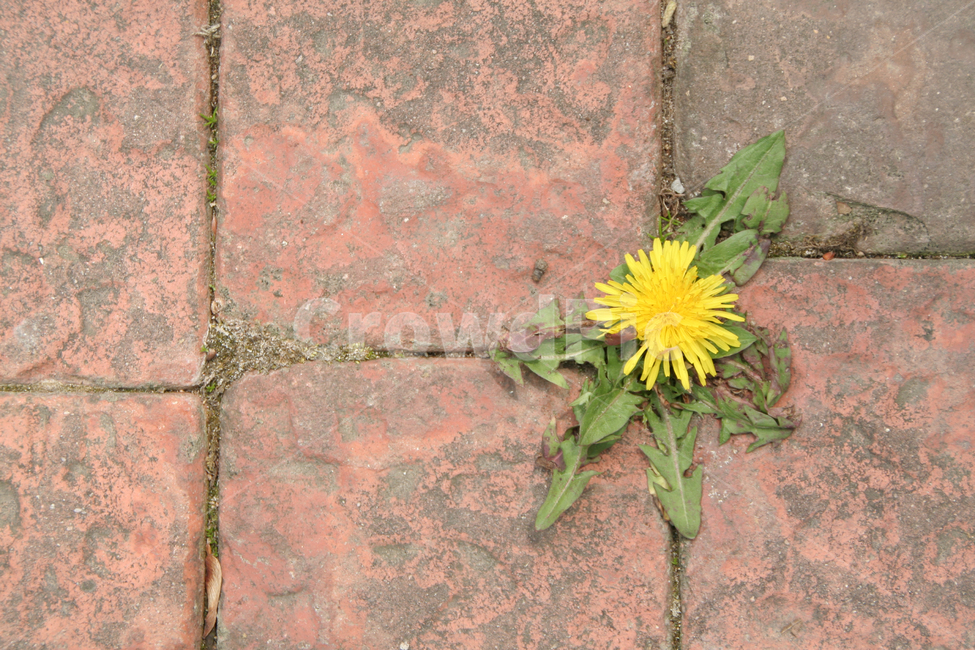 생명력,생명,꽃,민들레,틈,돌사이,연약,노란색,자연의힘,식물,자연,plants,nature,꽃,flower