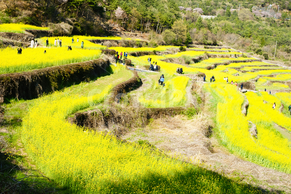 spring,spring flowers,rice terraces,nature,Terrain rice field,fluid flower,spring scenery,flower