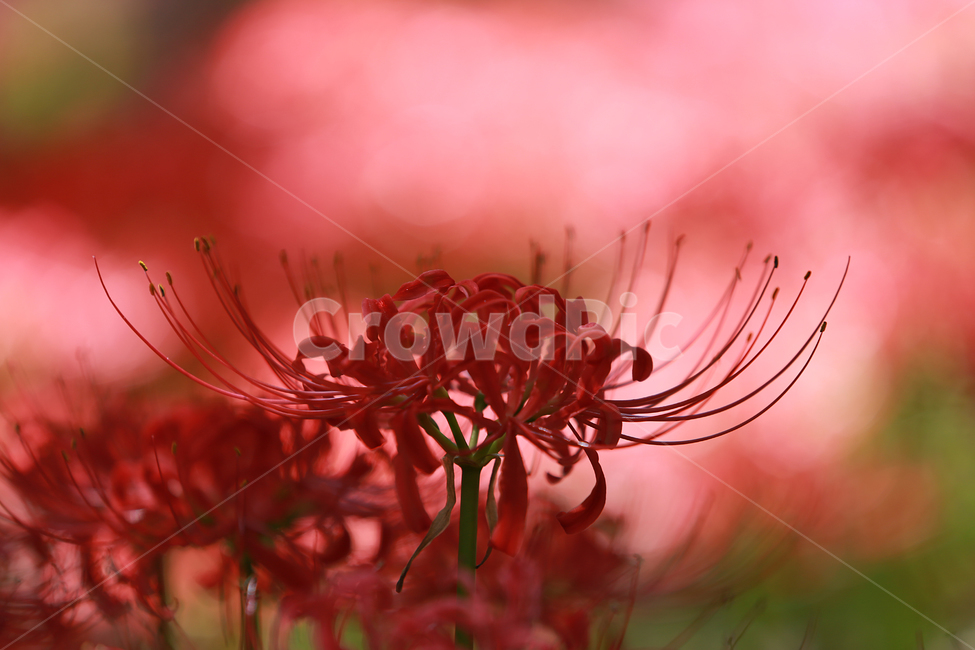 꽃,빨강,길상사,꽃무릇,상사화,flower,lily,red,식물,자연,plants,nature,꽃,flower
