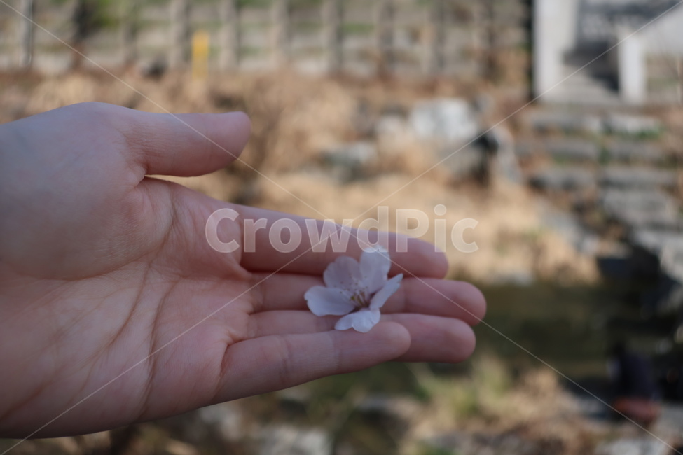 손,벚꽃,꽃,봄,성북천,손바닥,spring,korea,hand,cherryblossom,flower