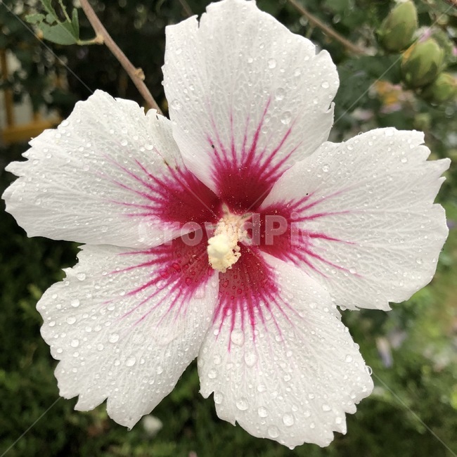 꽃,식물,자연,노랑,초록,flower,hana,plants,shokubutsu,nature,yellow,kiiro,green,midori,무궁화,mugunghwa,흰색,빨강,white,shiro,red,aka,비,물,rain,ame,water,mizu,분홍,pink,pinku,식물,자연,plants,nature,꽃,flower