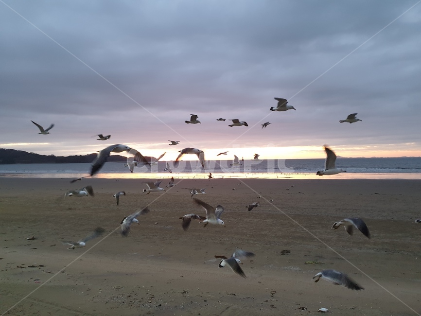 바다,노을,갈매기,sea,gull,sunset