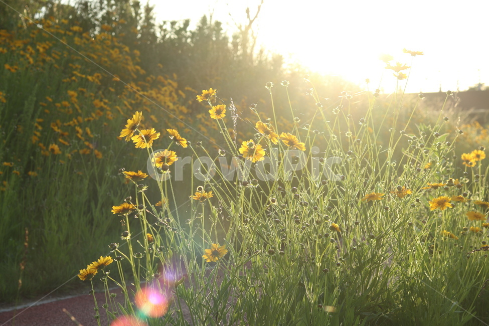 금계국,아침,빛,햇살,봄,풍경,노랑,식물,자연,plants,nature,꽃,flower,휴식,힐링,rest,relaxation,healing