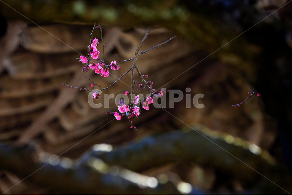매화,홍매화,봄,봄꽃,꽃,예쁜꽃,봄,계절,spring,season,식물,자연,plants,nature,꽃,flower,plant