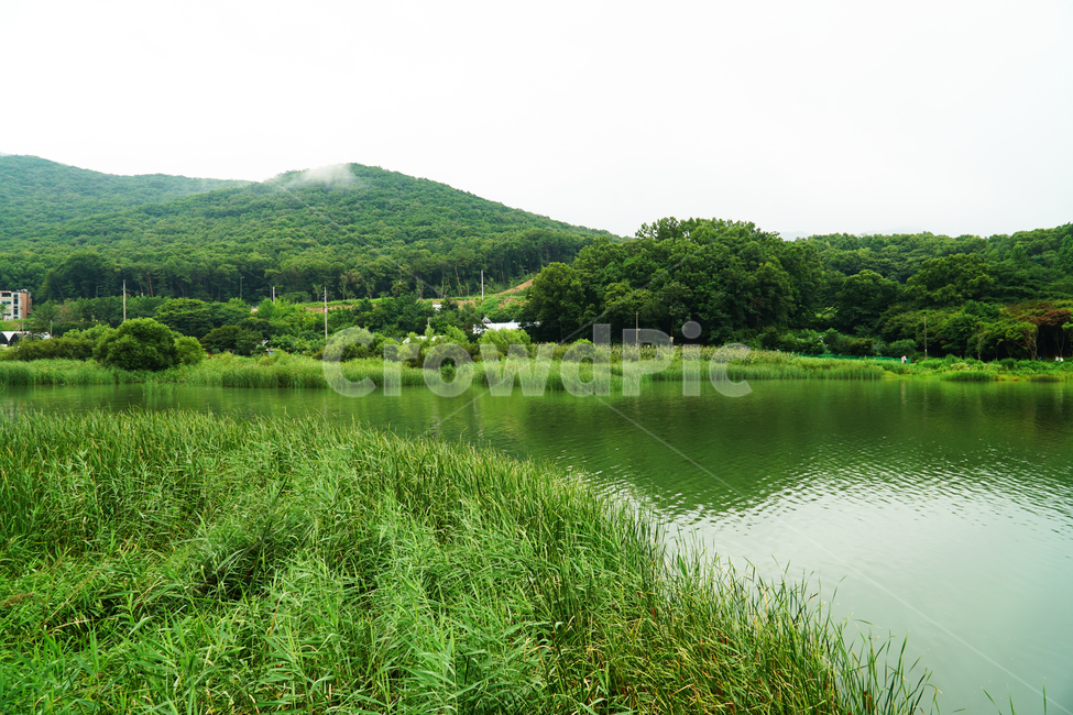 호수,백운호수,청계,연못,저수지,인공호수,청계산,백운산,모락산,둘레길,백운저수지,의왕시,의왕백운호수,풍경,자연,산,다리,물,강,산책로,산책,비,걷다,소나무,장마,way,lake,road,circumferential,mountain,rain