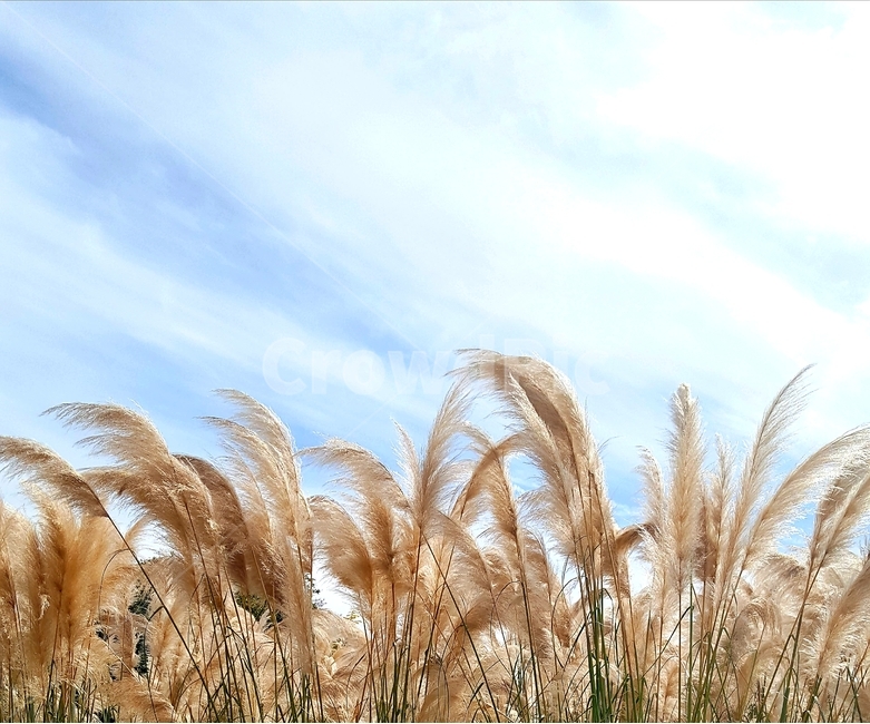 팜파스,청산수목원,가을,가을하늘,sky,fall,reed,갈대plant식물nature자연