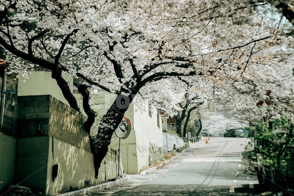 봄,꽃,벚꽃,식물,자연,spring,flower,cherryblossom,plant,nature,봄,계절,spring,season,자연,풍경,nature,landscape,감성,sensible,feeling