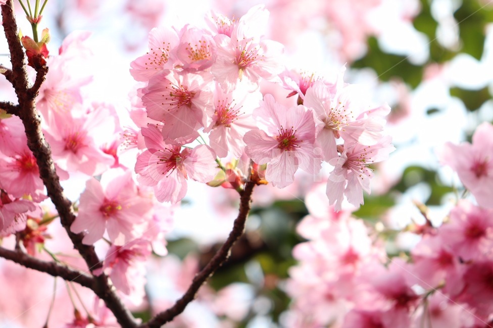 봄,벚꽃,나들이,봄꽃,spring,flower,사쿠라,겹벚꽃,꽃,cherryblossom,체리블라썸