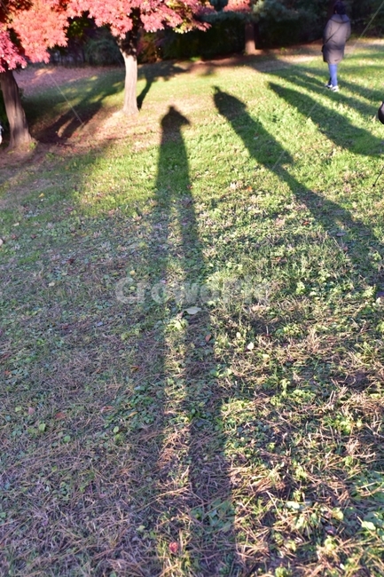 그림자,단풍나무,오후햇살,가을,오후,가을,계절,fall,autumn,season,ground,바닥