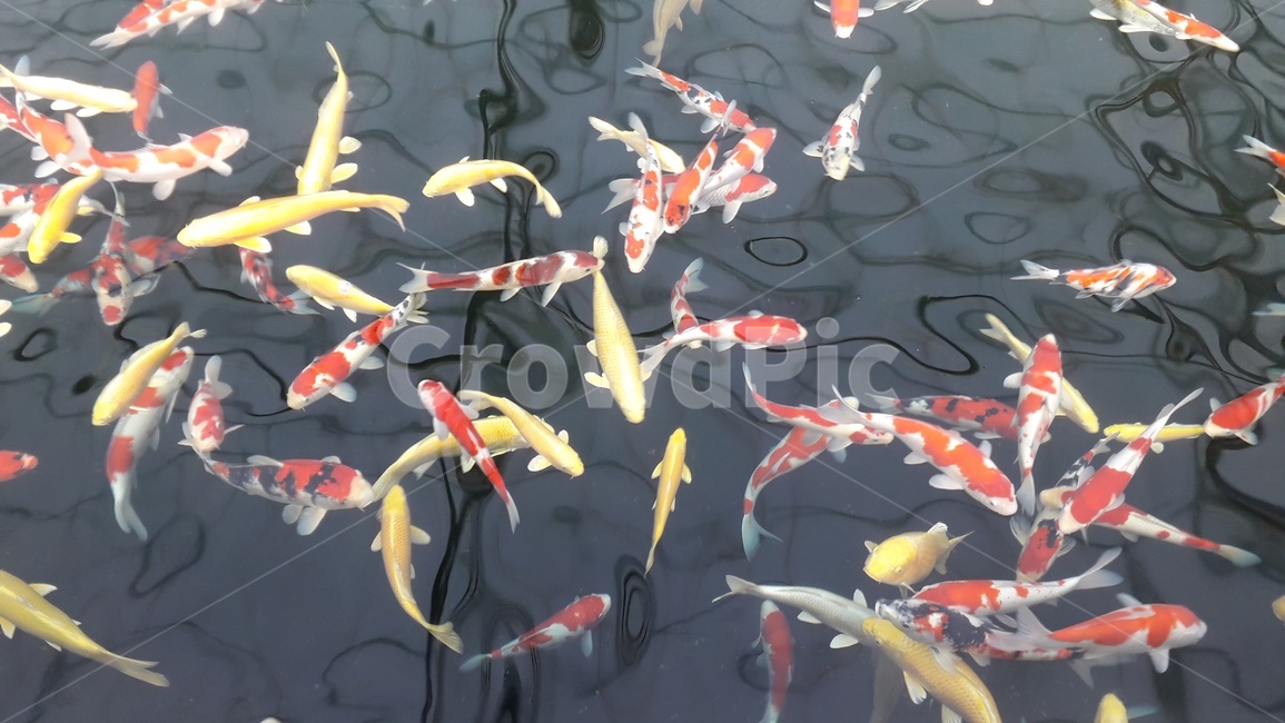 소화삼색,대정삼색,비단잉어,잉어,비단,koi,연못,양식,장수,조화로운,동물,animal,어류,물고기,fish