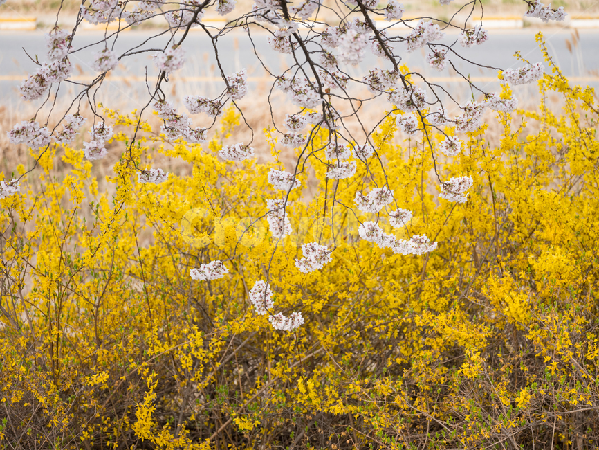 벚꽃,봄꽃,사쿠라,봄,spring,꽃,cherryblosso,계절,식물,자연,개나리,공존