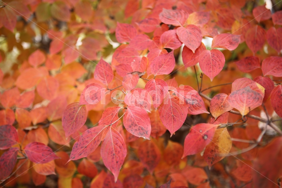 자연,나뭇잎,빨강,가을,숲,단풍,가을,계절,fall,autumn,season,식물,자연,plants,nature,leaf,잎,plant,veins,정맥