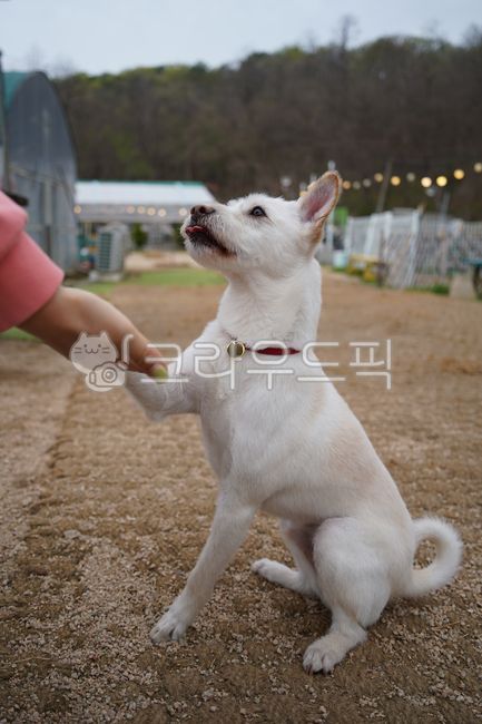 개,강아지,반려견,믹스견,시고르자브종,잡종,반려동물,흰개,흰강아지,흰색