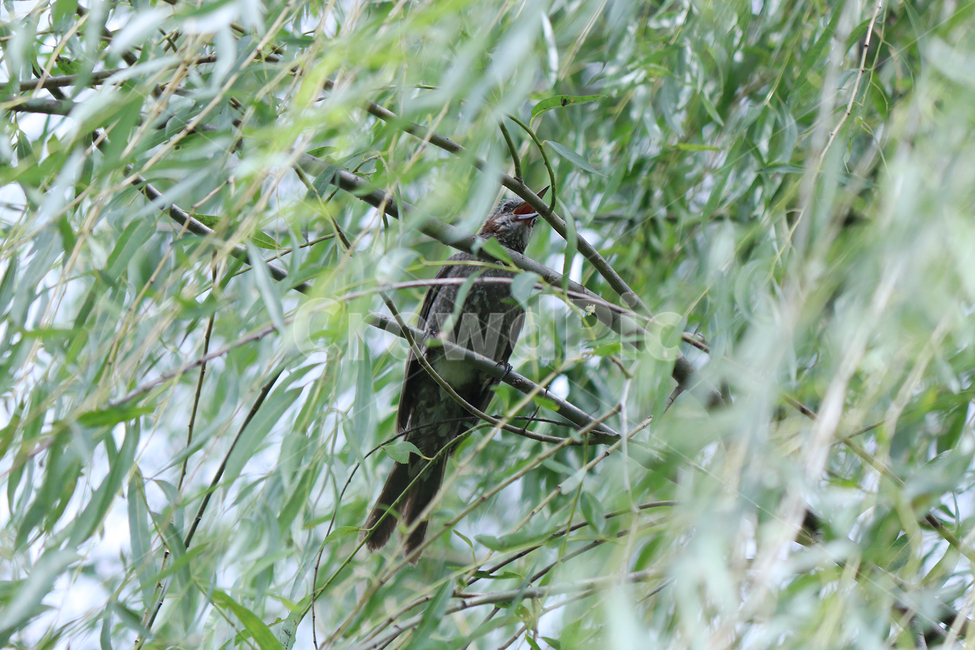 조류,참새과,버드나무,수양버드나무,brownearedbulbul,동물,animal,조류,새,birds