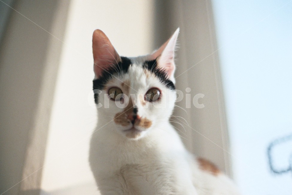 고양이,반려동물,동물,cat,animal,동물,animal,포유류,mammal,고양이,cat,kitten,kitty