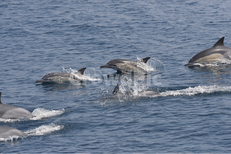 Dolphin,commonDolphin,돌고래,참돌고래,동해,바다,고래,울산,동물,animal,포유류,mammal