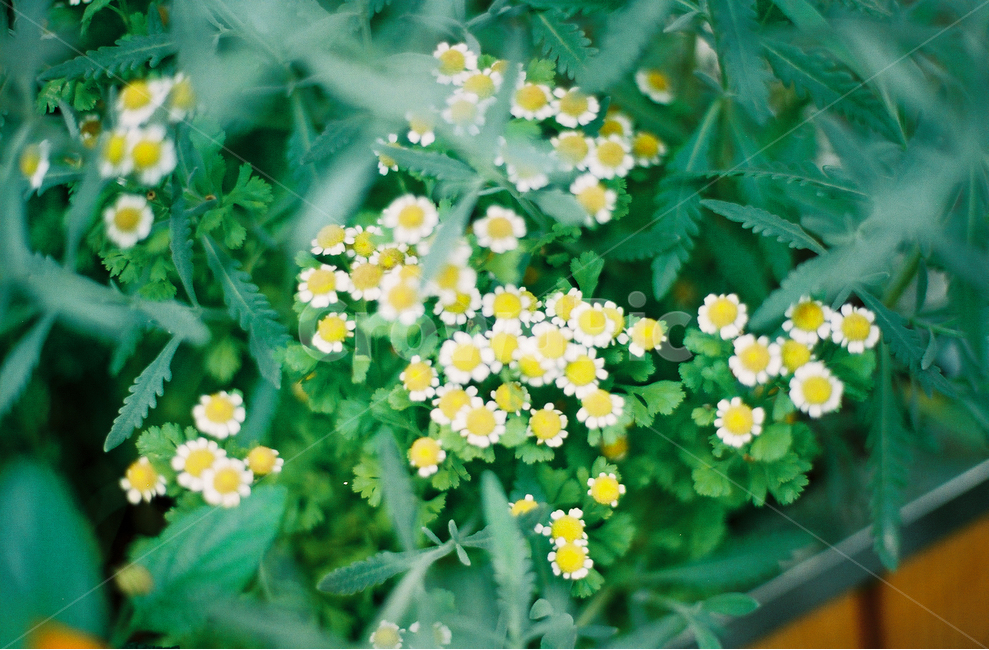 꽃,감성사진,아날로그,필름사진,풍경,자연,봄,계절,spring,season,식물,자연,plants,nature,꽃,flower,감성,sensible,feeling,plant,potted plant,화분,vase,병 장식,jar,항아리,pottery,도기류