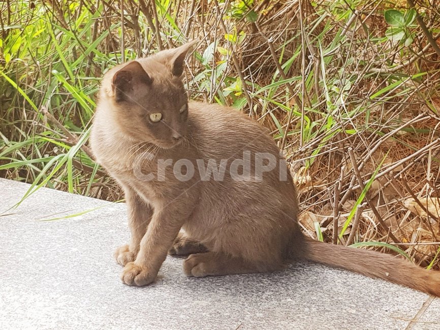 고양이,길,갈색,동물,거리,동물,animal,포유류,mammal,고양이,cat,kitten,kitty