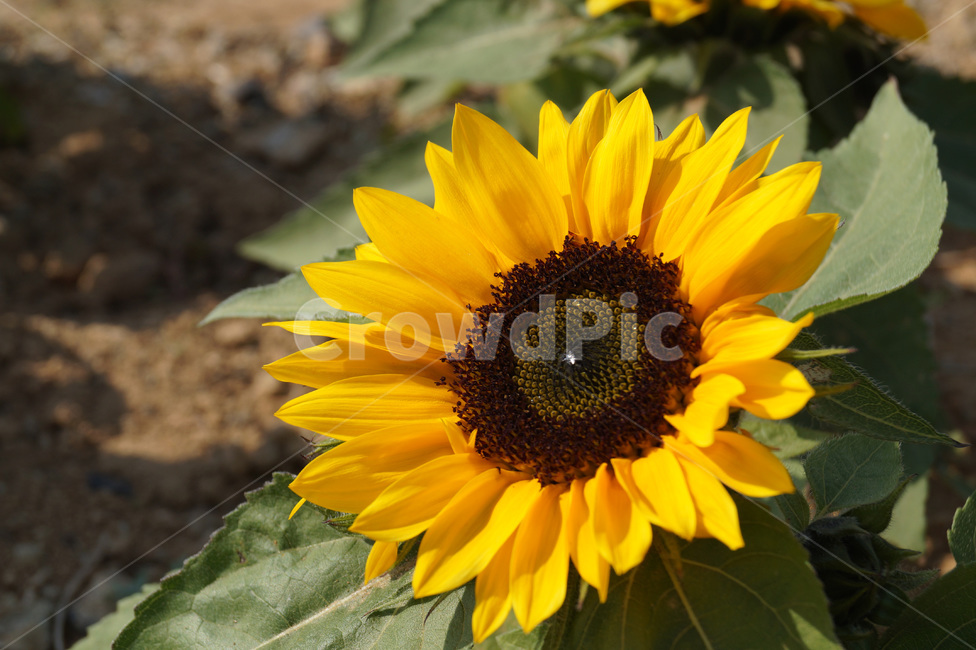 해바라기,자연,식물,sunflower,해바라기꽃,배경,여름,계절,summer,season,가을,fall,autumn,식물,자연,plants,nature,꽃,flower,plant,blossom