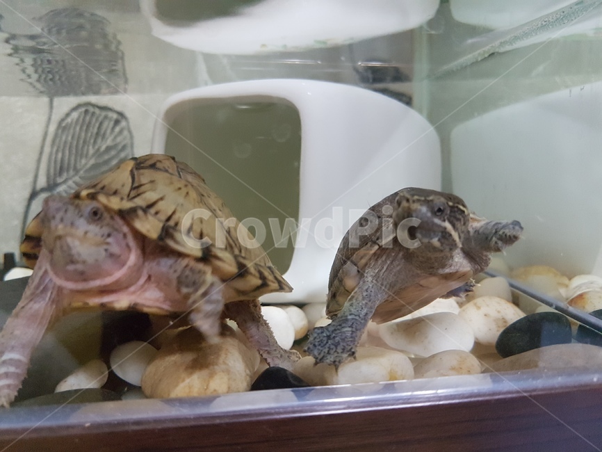 소형거북,커먼머스트,레이저백,수족관,물생활