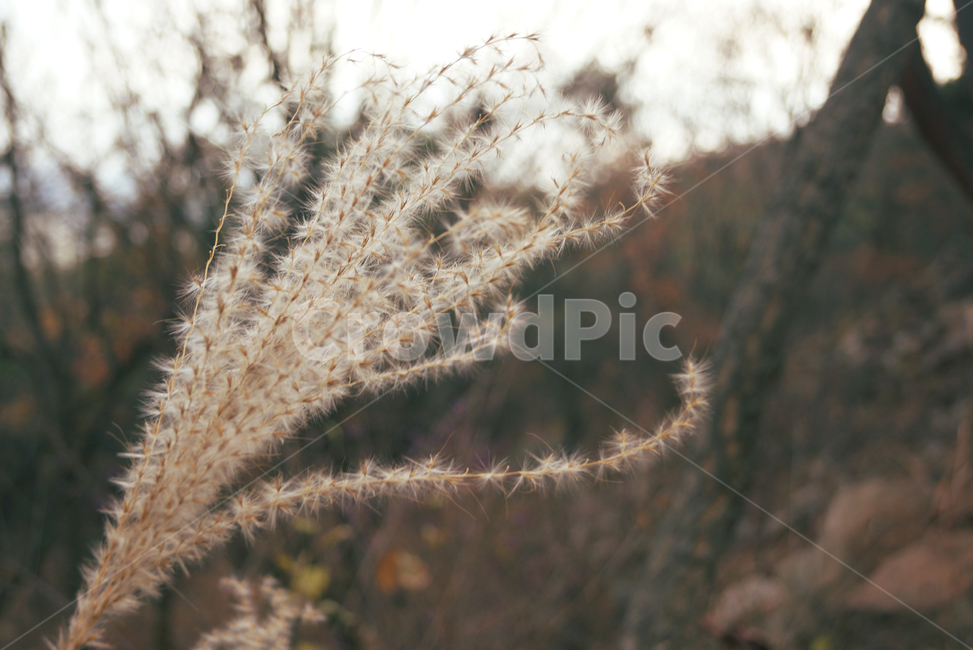 plant,식물,grass,잔디,lawn,가을,산,나무