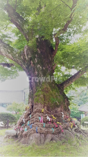 천년목,당산나무,오래된나무,내소사,나무,평안,부안,당산제,한국전통문화,휴식,한국자연풍경,식물,힐링,풍경,자연풍경,느낌,자연,nature,koreantraditional,koreanculture,식물,자연,plants,nature,나무,trees,wood