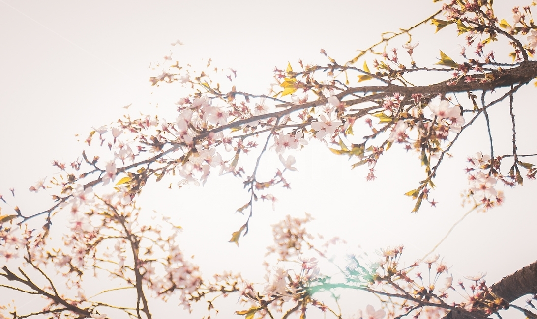꽃,나무,식물,봄,나뭇가지,하늘,벚꽃,분홍색,햇빛,봄,계절,spring,season,식물,자연,plants,nature,꽃,flower,plant