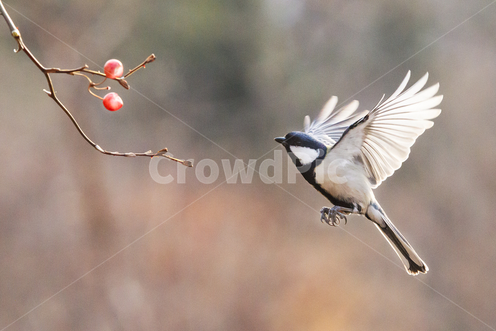 박새,자연,생태사진,호버링,접사,식물,자연,plants,nature,동물,animal,조류,새,birds,과일,열매,fruit