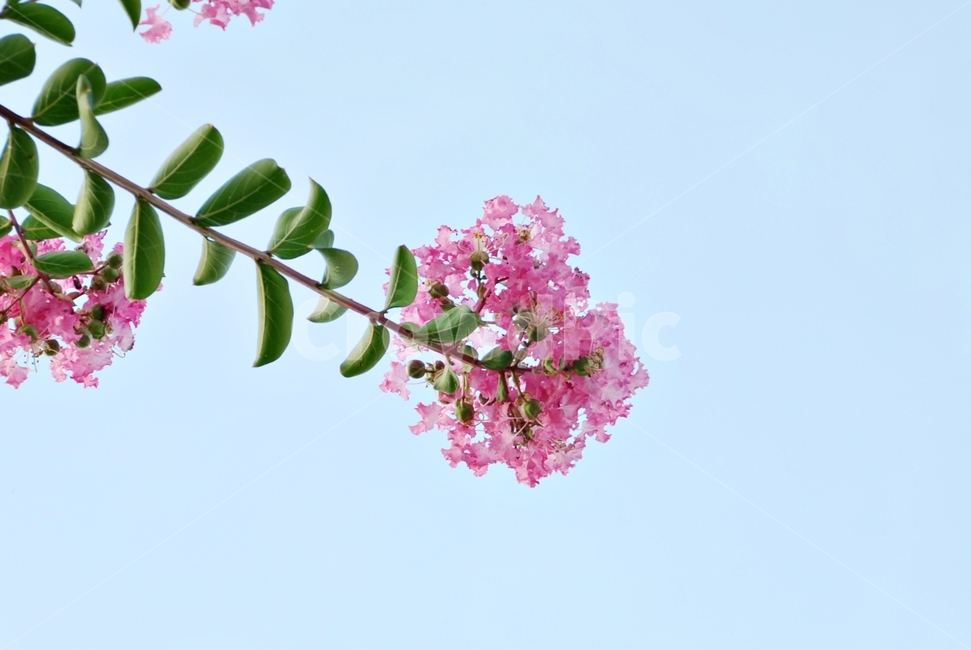 자연,식물,꽃,분홍꽃,백일홍꽃,배롱나무꽃,식물,자연,plants,nature,꽃,flower