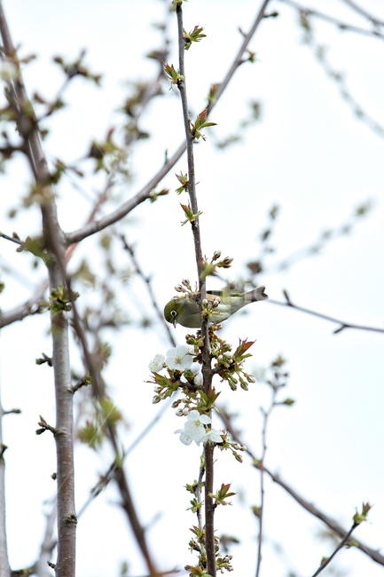 배꽃,새,waxeye,봄,가지