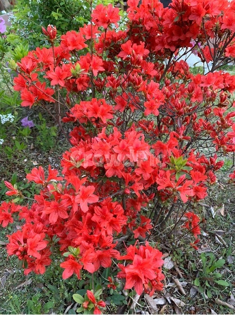 꽃,flower,식물,빨간색,진달래,plant,자연,식물,자연,plants,nature