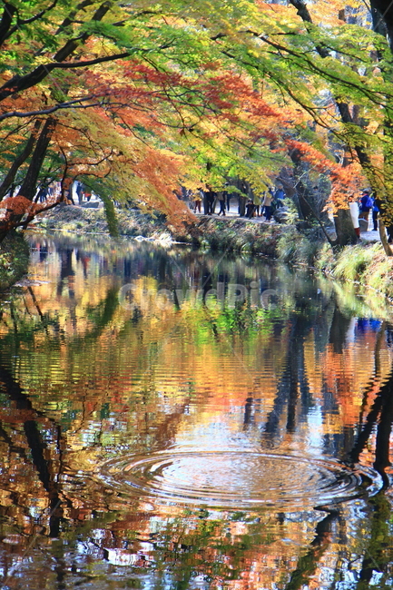 water,물,outdoors,옥외,tree,나무,plant,식물,단풍,선운사,가을,maple,poliage,fall,autumn,가을,계절,fall,autumn,season,자연,풍경,nature,landscape