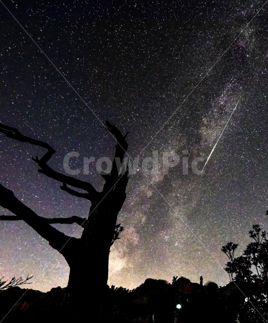 은하수,별사진,고목,풍경,야경,landscape,자연,풍경,nature,landscape,야경,밤,nightscape,night,실루엣,그림자,silhouette,shadow,outdoors,옥외,astronomy,천문학,nebula,성운,universe,우주,outer space,대기권 밖,space